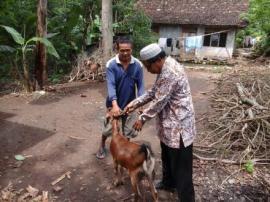 PENGUATAN KELOMPOK TANI (TERNAK)